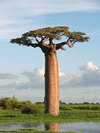 ADANSONIA