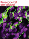 Developmental Neurobiology